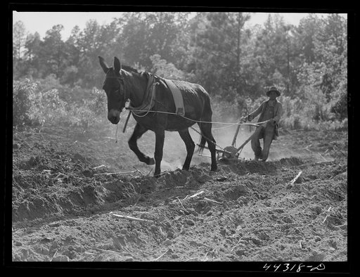 Untitled photo, possibly related to: One of Lloyd Rhode's children plowing their field near Bethany, Greene County, Georgia