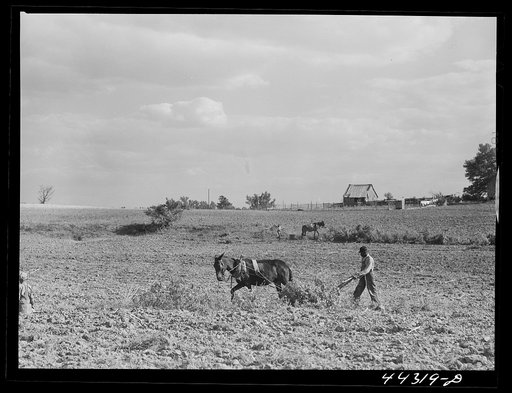Untitled photo, possibly related to: Lloyd Rhodes, Negro tenant, planting cotton. Near Bethany, Greene County, Georgia