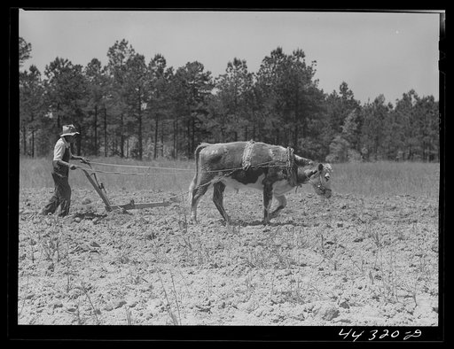 Untitled photo, possibly related to: Plowing with an ox along the road in Greene County, Georgia