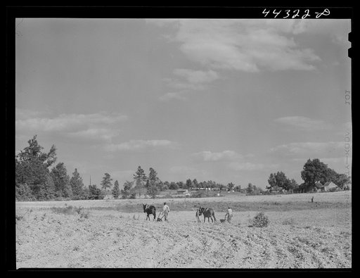 Untitled photo, possibly related to: Lloyd Rhodes, Negro tenant, planting cotton. Near Bethany, Greene County, Georgia