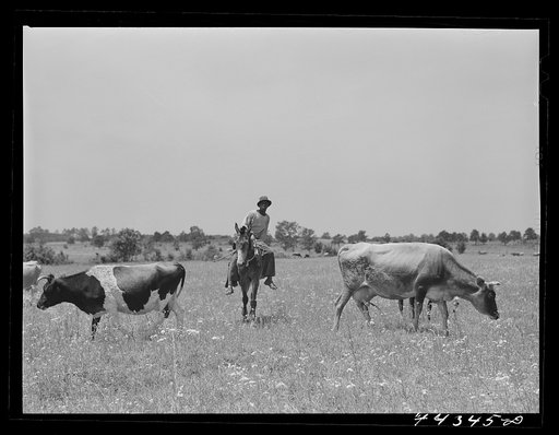 Herding cattle in Hale county. Near Uniontown, Alabama