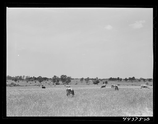 Cattle grazing in the Black Prairie section near Lounsboro, Alabama