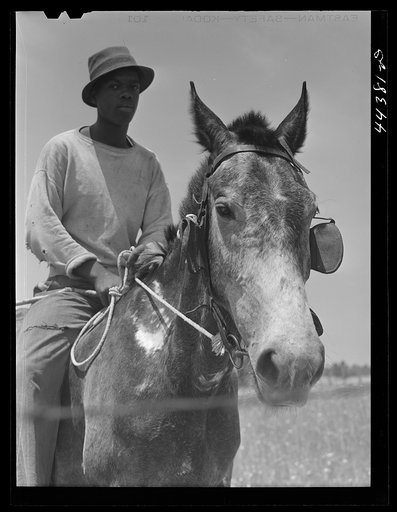 Untitled photo, possibly related to: Negro cowhand in the Black Prairie region. Hale County, Alabama
