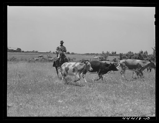 Negro cowhand with cattle in the Black Prairie region. Hale County, Alabama