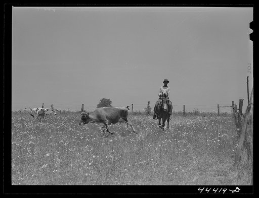 Negro cowhand with cattle in the Black Prairie region. Hale County, Alabama