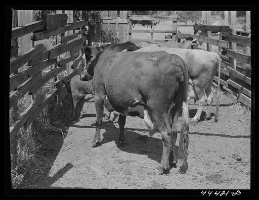 Cattle in a corral on a farm in the Black Prairie region. Near Lounsboro, Alabama