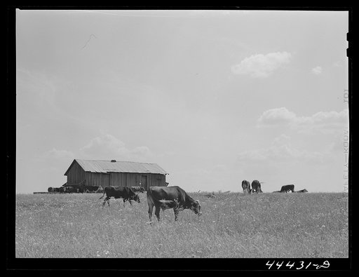 Cattle grazing in the Black Prairie regions. Barn in background was sharecropper's cabin. Hale County, Alabama