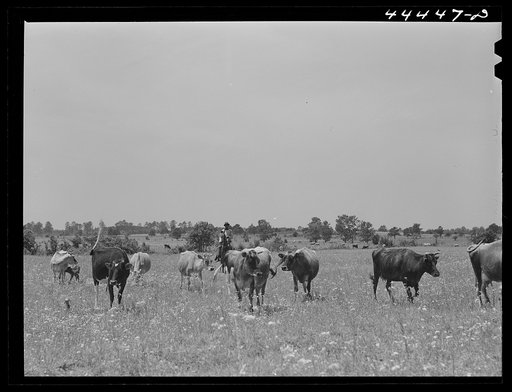 Cattle grazing in the Black Prairie region. Hale County, Alabama