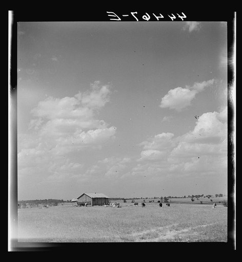 Cattle grazing in a field in Hale County, Alabama