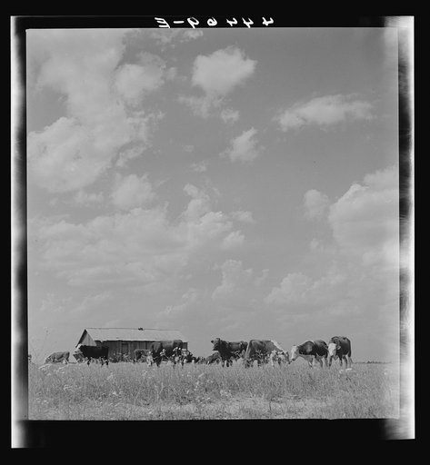 Untitled photo, possibly related to: Cattle grazing in a field in Hale County. The barn in the background used to be a tenant cabin