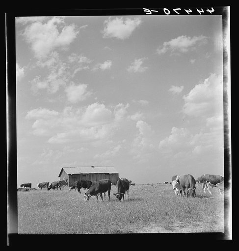 Cattle grazing in a field in Hale County. The barn in the background used to be a tenant cabin