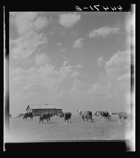 Untitled photo, possibly related to: Cattle grazing in a field in Hale County. The barn in the background used to be a tenant cabin
