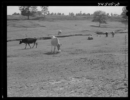Untitled photo, possibly related to: FSA (Farn Security Administration) prepared this pasture for a tenant purchase client who had a dairy herd. Near Greensboro, Greene County, Georgia