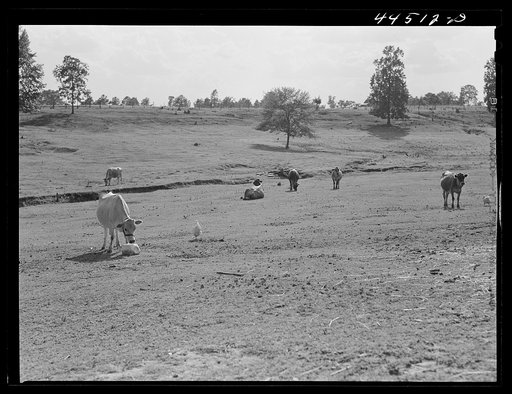 FSA (Farn Security Administration) prepared this pasture for a tenant purchase client who had a dairy herd. Near Greensboro, Greene County, Georgia