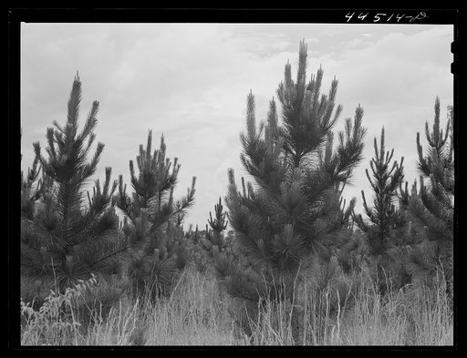 Slash pines on the Bryson farm near Siloam, Greene County, Georgia