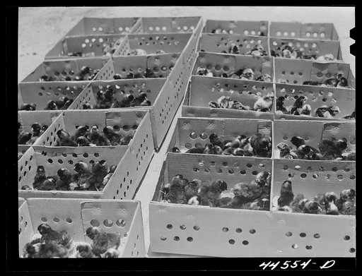 Some of the thousands of baby chicks brought by FSA (Farm Security Administration) as part of the Food for Defense Program. Greene County, Georgia