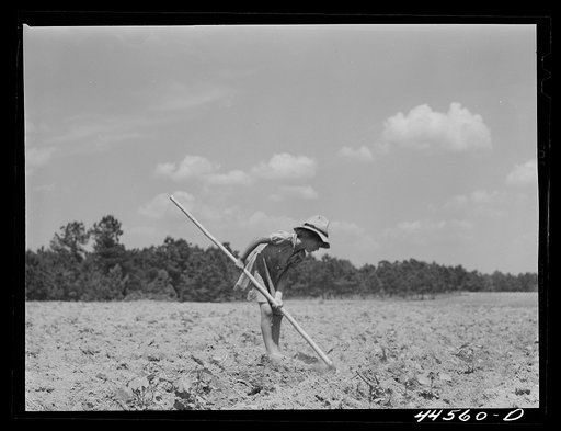 One of Brice McKiver's children chopping cotton in a field near Woodville, Greene County, Georgia