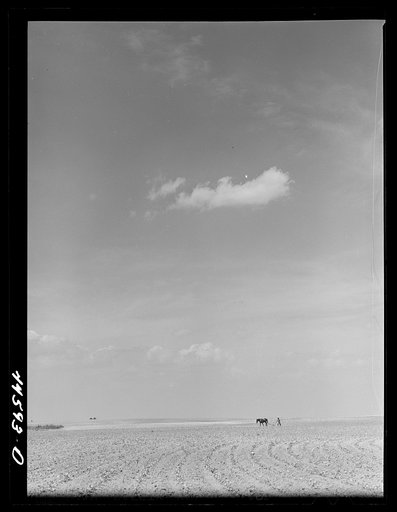 Plowing a field of cotton. Greene County, Georgia