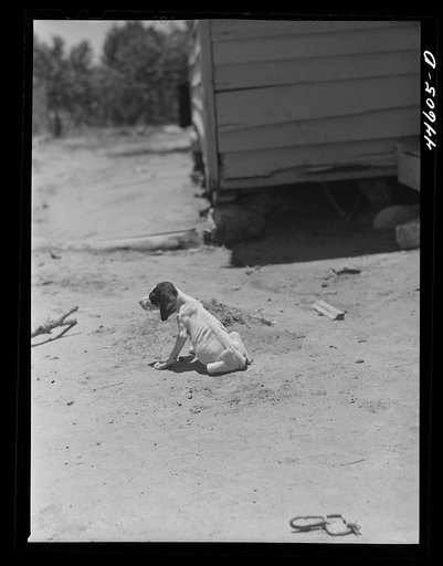 Sickly dog at the home of R. L. Smith, FSA (Farm Security Administration) borrower. Woodville, Greene County, Georgia
