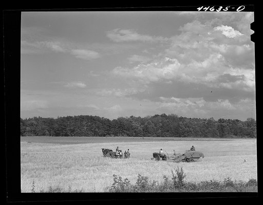 Harvesting wheat with a combine in northern Greene County, Georgia