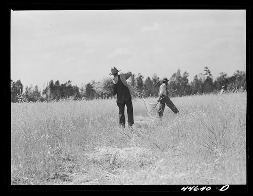Harvesting wheat with a cradle. Northern Greene County, Georgia