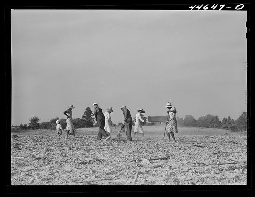 Untitled photo, possibly related to: Chopping cotton on rented land. Near White Plains, Greene County, Georgia
