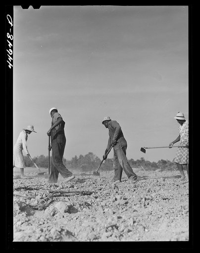 Untitled photo, possibly related to: Chopping cotton on rented land. Near White Plains, Greene County, Georgia
