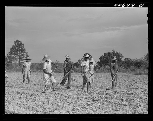 Chopping cotton on rented land. Near White Plains, Greene County, Georgia