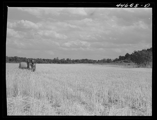 Harvesting wheat in a field near Wrayswood. Greene County, Georgia