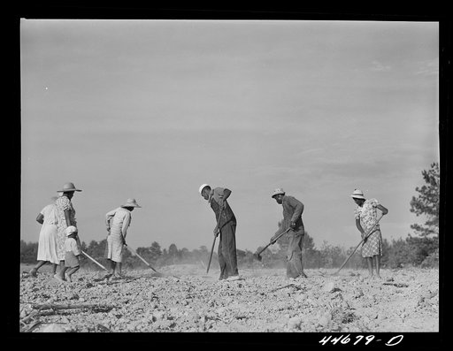 Untitled photo, possibly related to: The family of Mr. LeRoy Dunn, chopping cotton in a rented field near White Plains, Greene County, Georgia