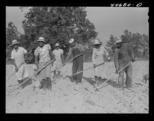 The family of Mr. LeRoy Dunn, chopping cotton in a rented field near White Plains, Greene County, Georgia