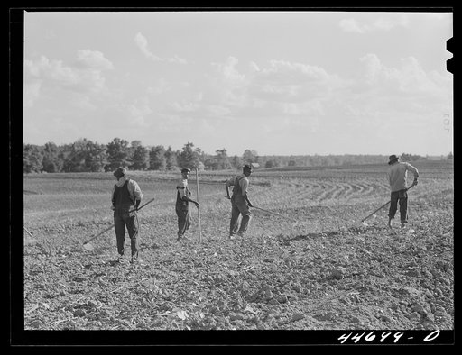Untitled photo, possibly related to: Chopping cotton on a large farm near Greensboro, Greene County, Georgia