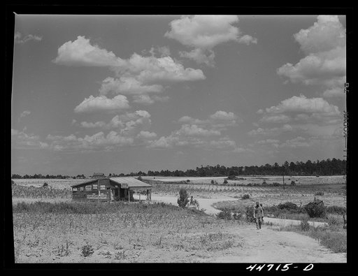 Greene County landscape on the Jackson farm near White Plains, Georgia
