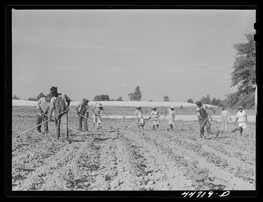 Chopping cotton on a large farm near Greensboro, Greene County, Georgia
