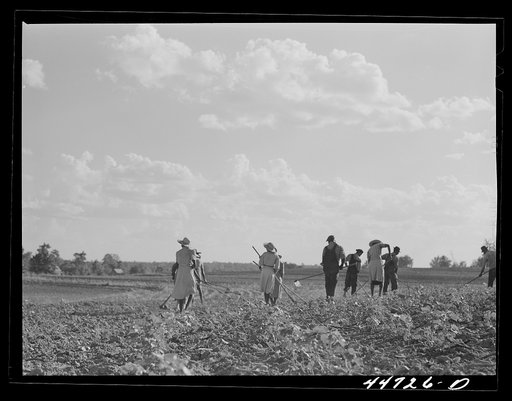 Untitled photo, possibly related to: Chopping cotton on a large farm near Greensboro, Greene County, Georgia