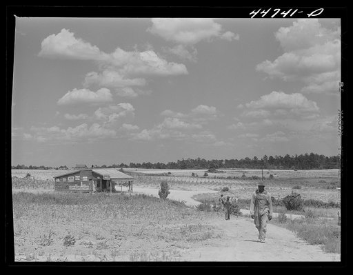Greene County landscape on the Jackson farm near White Plains, Georgia