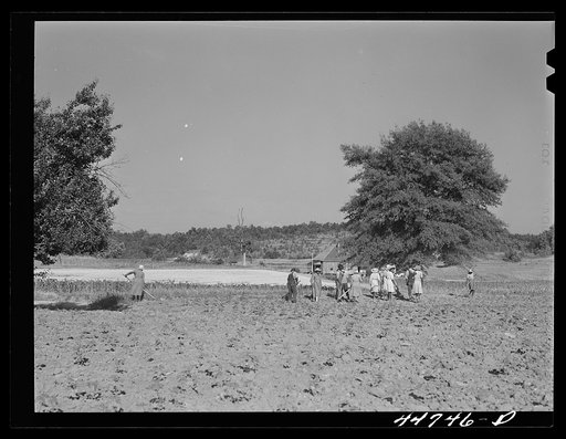 Untitled photo, possibly related to: Chopping cotton on a large farm near Greensboro, Greene County, Georgia