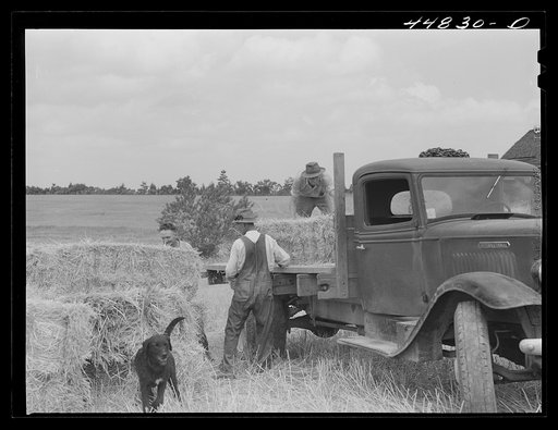 Removing the last hay that he will grow on that farm, the farmer is preparing to move out of the area taken over by the Army in Caroline County, Virginia