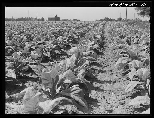 Untitled photo, possibly related to: A field of tobacco in the area being taken over by the Army in Caroline County, Virginia