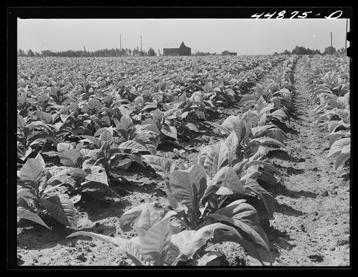 A field of tobacco in the area being taken over by the Army in Caroline County, Virginia