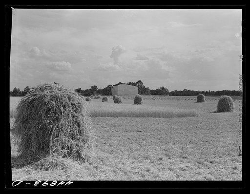 Field in Caroline County, Virginia