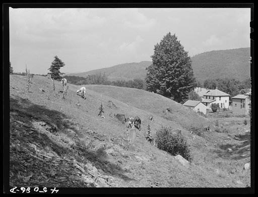 Cows grazing near the outskirts of Brattleboro, Vermont