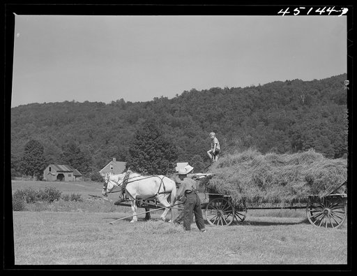 Untitled photo, possibly related to: Gathering hay on the farm of Emanuel Rink, FSA (Farm Security Administration) dairy farmer near Brookline, Vermont
