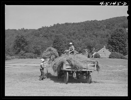Gathering hay on the farm of Emanuel Rink, dairy farmer near Brookline, Vermont