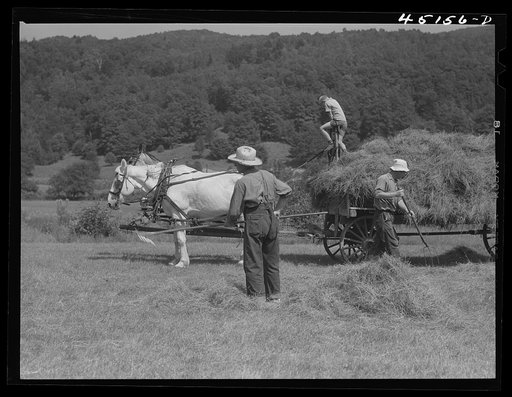 Gathering hay on the farm of Emanuel Rink, FSA (Farm Security Administration) dairy farmer near Brookline, Vermont