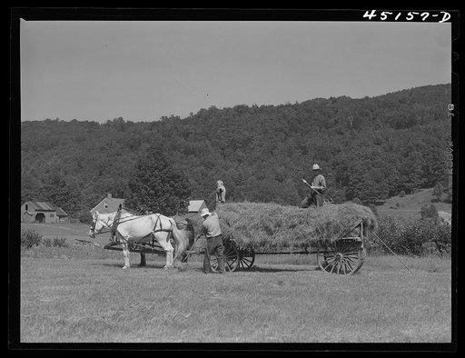 Gathering hay on the farm of Emanuel Rink, FSA (Farm Security Administration) dairy farmer near Brookline, Vermont