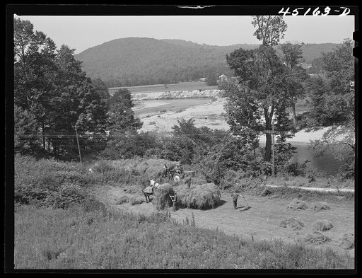 Gathering hay on a farm near Townsend, Vermont