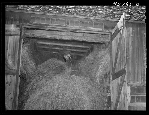 Untitled photo, possibly related to: Mr. Silas Butson, FSA (Farm Security Administration) client, loading hay into his barn. Athens, Vermont