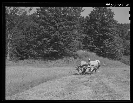 Cutting hay with oxen on the farm of Silas Butson, FSA (Farm Security Administration) client. Athens, Vermont