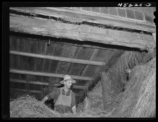 Untitled photo, possibly related to: Mr. Silas Butson, FSA (Farm Security Administration) client, loading hay into his barn. Athens, Vermont